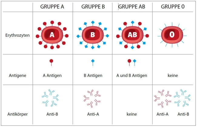 Die von Landsteiner entdeckten Blutgruppen, ihre Antigene auf der Oberfläche der roten Blutkörperchen und ihre Antikörper im…